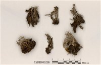 藏品(亞扶石蕊)的圖片